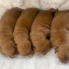 Image of Red Golden - Sept 12, a Golden Retriever puppy