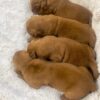 Image of Red Golden - Sept 12, a Golden Retriever puppy