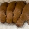 Image of Red Golden - Sept 12, a Golden Retriever puppy
