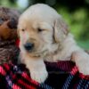 Image of Ian, a Golden Retriever puppy
