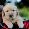 Image of Ian, a Golden Retriever puppy