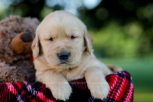 Image of Ian, a Golden Retriever puppy