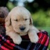 Image of Ian, a Golden Retriever puppy