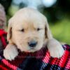 Image of Ian, a Golden Retriever puppy