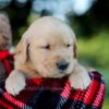 Image of Ian, a Golden Retriever puppy