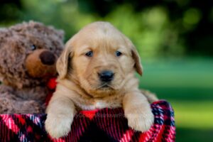 Image of Ice, a Golden Retriever puppy