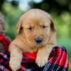 Image of Igloo, a Golden Retriever puppy