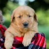 Image of Igloo, a Golden Retriever puppy