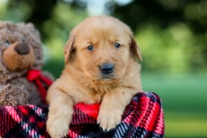 Image of Igloo, a Golden Retriever puppy