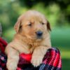 Image of Igloo, a Golden Retriever puppy