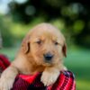 Image of Igloo, a Golden Retriever puppy