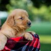 Image of Igloo, a Golden Retriever puppy
