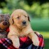 Image of Igloo, a Golden Retriever puppy
