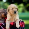 Image of Ike, a Golden Retriever puppy