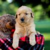 Image of Ike, a Golden Retriever puppy