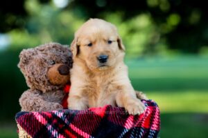 Image of Ike, a Golden Retriever puppy