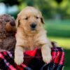 Image of Ike, a Golden Retriever puppy