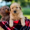 Image of Ike, a Golden Retriever puppy