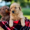 Image of Ike, a Golden Retriever puppy