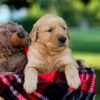 Image of Ike, a Golden Retriever puppy