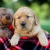 Image of Iris, a Golden Retriever puppy