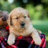 Image of Iris, a Golden Retriever puppy