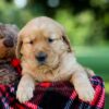 Image of Iris, a Golden Retriever puppy