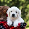 Image of Iris, a Golden Retriever puppy