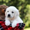 Image of Iris, a Golden Retriever puppy