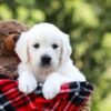 Image of Iris, a Golden Retriever puppy