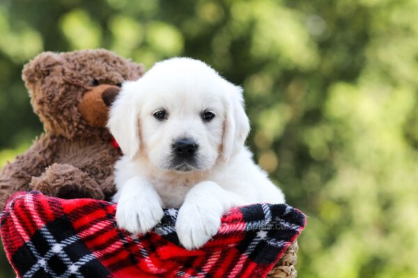 Image of Iris, a Golden Retriever puppy