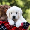 Image of Iris, a Golden Retriever puppy