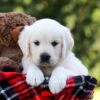 Image of Iris, a Golden Retriever puppy