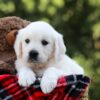 Image of Iris, a Golden Retriever puppy