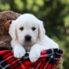 Image of Iris, a Golden Retriever puppy