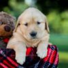 Image of Ivy, a Golden Retriever puppy