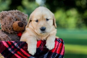Image of Ivy, a Golden Retriever puppy