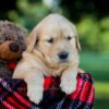 Image of Ivy, a Golden Retriever puppy