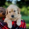 Image of Ivy, a Golden Retriever puppy