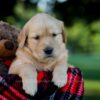 Image of Ivy, a Golden Retriever puppy