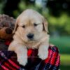 Image of Ivy, a Golden Retriever puppy