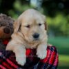 Image of Ivy, a Golden Retriever puppy
