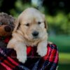 Image of Ivy, a Golden Retriever puppy