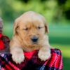 Image of Izzy, a Golden Retriever puppy