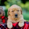 Image of Izzy, a Golden Retriever puppy