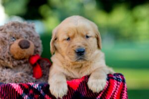 Image of Izzy, a Golden Retriever puppy