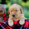 Image of Izzy, a Golden Retriever puppy