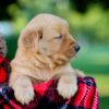 Image of Izzy, a Golden Retriever puppy