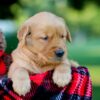 Image of Izzy, a Golden Retriever puppy