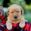 Image of Izzy, a Golden Retriever puppy